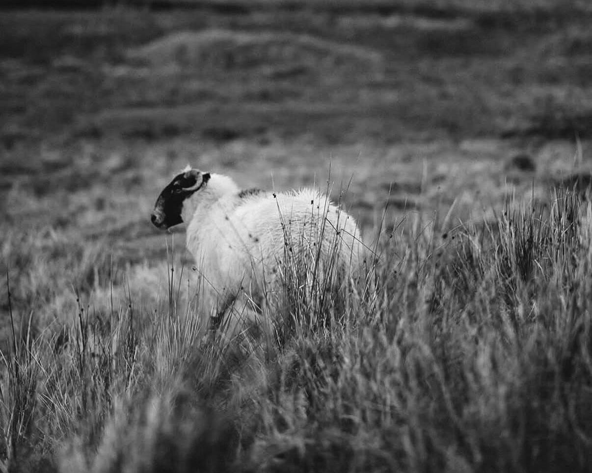 Wool 5000