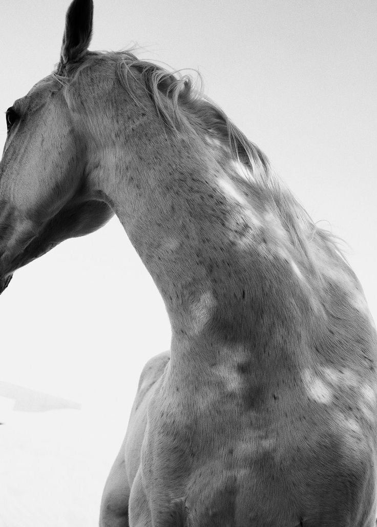 Horsehair 20